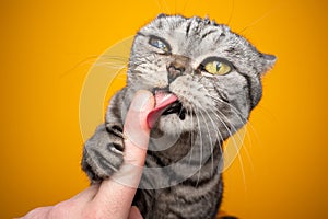 hungry cat licking creamy snack off human finger making funny face