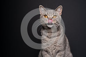 hungry cat licking lips looking at camera portrait on black background