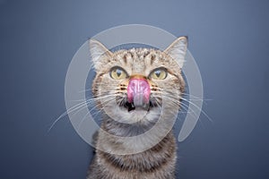 hungry cat licking over nose portrait