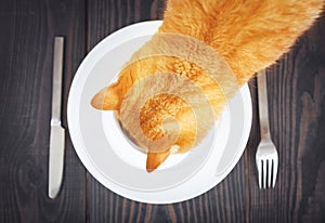 Hungry cat is looking for food in a plate.