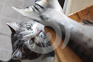 A hungry cat looks at the tail of a fish on the kitchen table. A pet steals food from the table