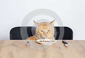 Hungry cat near an empty plate and cutlery on a wooden table