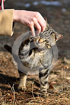 The hungry cat reaches out with his paw to the girl`s hand who wants to play with it. Cat claws on his hand