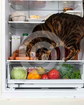 Hungry cat in the refrigerator steals sausage