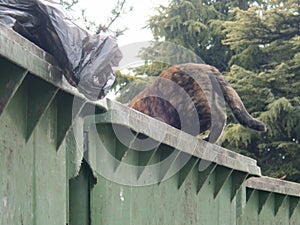 Hungry cat searching for food in rubish