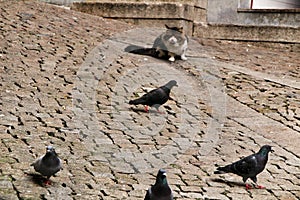 Hungry cat stalking pigeons on the street