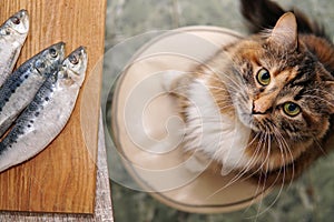 A hungry cat steals fish from the the table. The pet wants to eat