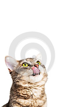 Hungry Cat Vertical Banner With Copy Space