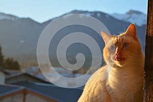 A hungry cat is waiting for dinner