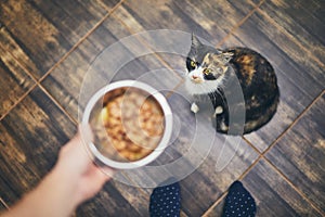 Hungry cat waiting for feeding