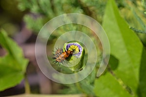 Hungry caterpillar eating a flower before it blooms