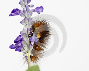 Hungry caterpillar eats purple flowers