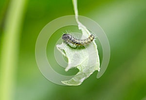 Hungry Caterpillar hanging on a green leaf photo