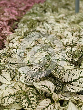 Hungry caterpillar, white covered leaves, beautiful greenhouse