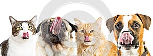 Hungry Cats and Dogs Web Banner