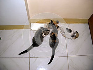 Hungry cats eating from a cup on the Philippines February 6, 2012