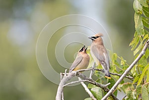 Hungry Cedar Waxwing Bombycilla Cedrorum fledgling gets food from parent