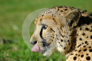 Hungry Cheetah