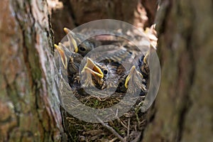 Hungry chicks, baby birds with open yellow beaks in a nest on tree in spring