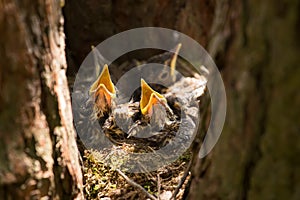 Hungry Chicks, baby birds with yellow beaks in the nest close-up