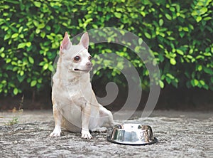 Hungry chihuahua dog sitting on cement floor in the garden with empty dog food bowl,