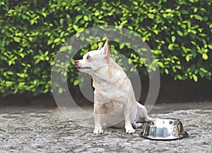 Hungry chihuahua dog sitting on cement floor in the garden with empty dog food bowl, looking up to his owner asking for food