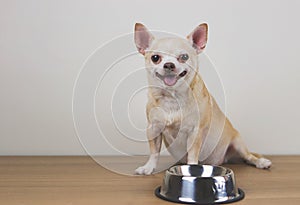 Hungry chihuahua dog sitting on wooden floor with empty dog food bowl, looking at camera, smiling and asking for food