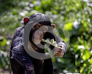 Hungry chimpanzee munching on a leaf