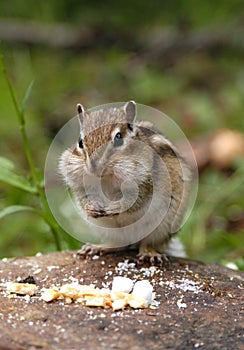 Hungry Chipmunk