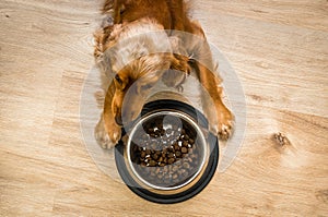 Hungry Cocker Spaniel with bowl of granules