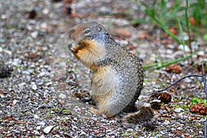 Hungry Columbian Ground Squirrel: Portrait shot of an eating squirrel