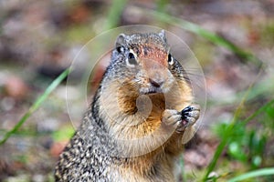 Hungry Columbian Ground Squirrel: Portrait shot of an eating squirrel