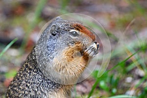 Hungry Columbian Ground Squirrel: Portrait shot of an eating squirrel