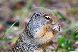 Hungry Columbian Ground Squirrel: Portrait shot of an eating squirrel