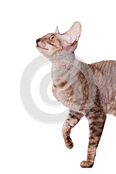 Hungry cornish rex walking into half lenth