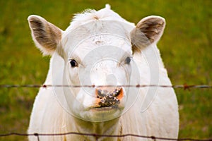 Hungry cow in the evening