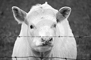 Hungry cow in the evening