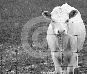 Hungry cow in the evening