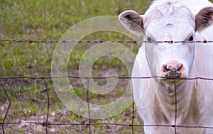 Hungry cow in the evening