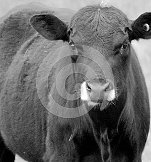 Hungry cow in the evening