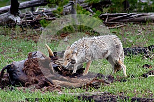 Hungry coyote (2)