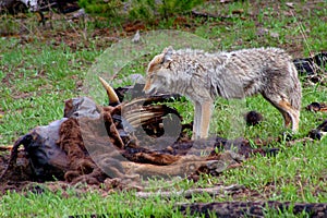 Hungry coyote