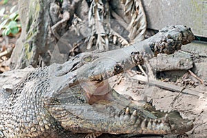 Hungry crocodile ambush in the sand at the crocodile farm