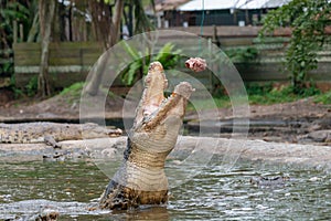 Hungry crocodile jumping to catch chicken during feeding show at the crocodile mini zoo and farm