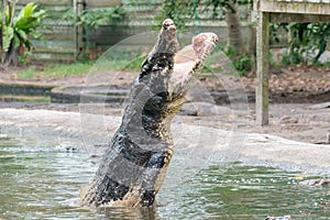 Hungry crocodile jumping to catch meat during feeding time at the mini zoo crocodile farm