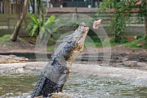 Hungry crocodile jumping to get food during feeding show at the crocodile mini zoo and farm