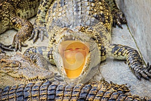 Hungry crocodile is open mouth and waiting for food in the breed