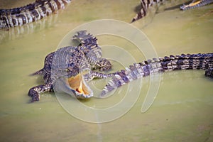 Hungry crocodile is open mouth and waiting for food in the breed