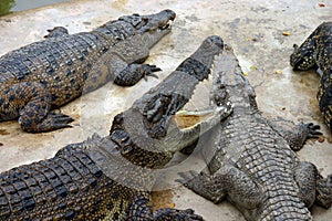 Hungry crocodiles
