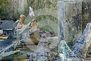 Hungry crocodiles catching chicken meat during feeding time at the mini zoo crocodile farm